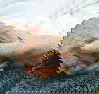 Aegis Orelia Transition Care Program - Seniors Australia