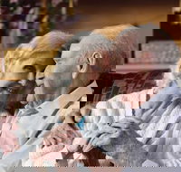 UnitingCare Mayflower Village Westmead - Seniors Australia