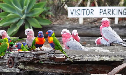 Barambah Bush Caravan & Camping Park - Seniors Australia 2