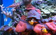 Tropical Marine Centre - thumb 0