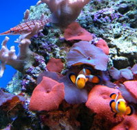 Tropical Marine Centre - Seniors Australia