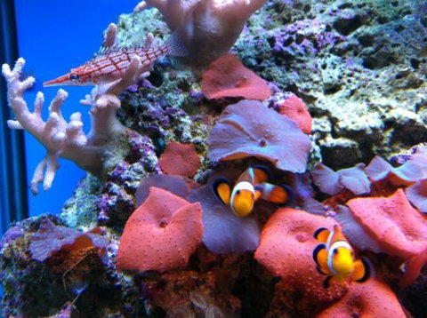 Tropical Marine Centre - Seniors Australia 0
