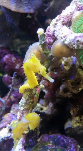 Tropical Marine Centre - Seniors Australia 1