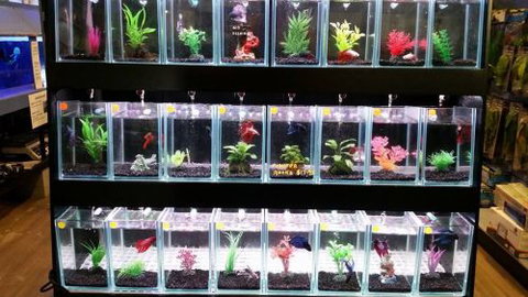 Tropical Marine Centre - Seniors Australia 2