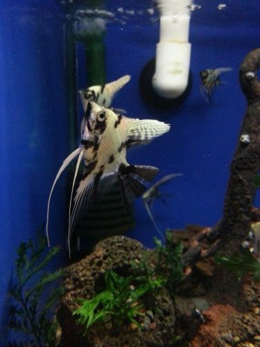 Tropical Marine Centre - Seniors Australia 3