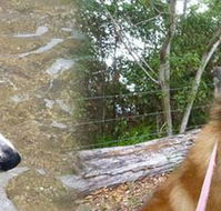 Pets  Ponds - Seniors Australia