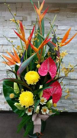 Blossoms Of Tweed Banora - Seniors Australia 0