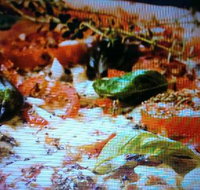 Alfio's Pizzeria - Seniors Australia