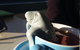 Ocean Blues Cafe & Restaurant - thumb 6