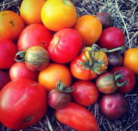 The Seasonal Garden Cafe - Seniors Australia