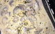 Gnocchi Gnocchi Brothers - thumb 3