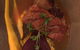 Wooden Horse Restaurant - thumb 2