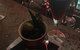 Tonic On Chirn - thumb 1