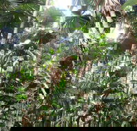 Spirits of Daintree - Seniors Australia