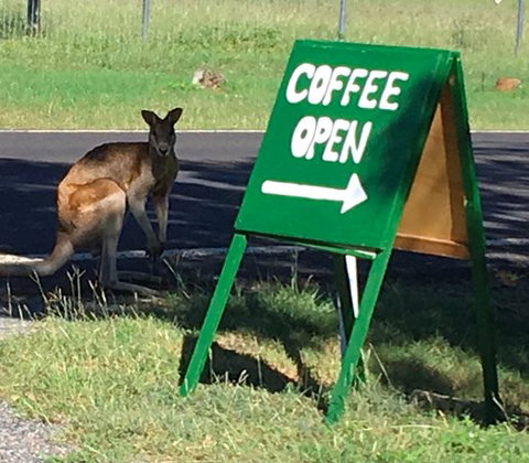 Chillagoe Gallery 29 - Seniors Australia 0