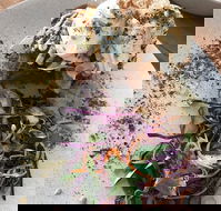 Thirtyfold Cafe - Seniors Australia