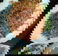 Immanuel Restaurant Cafe - Seniors Australia