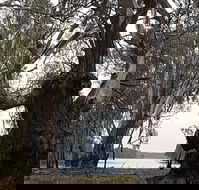 The Forest Door - Seniors Australia