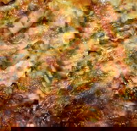 Sesame Pizza - Seniors Australia