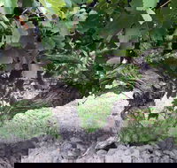 Nick Haselgrove Wines - Seniors Australia