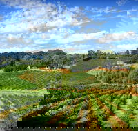 Kellybrook Winery and Kelly Brothers Cider - Seniors Australia