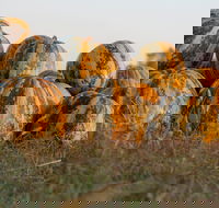 Australian Pumpkin Seed Company - Seniors Australia