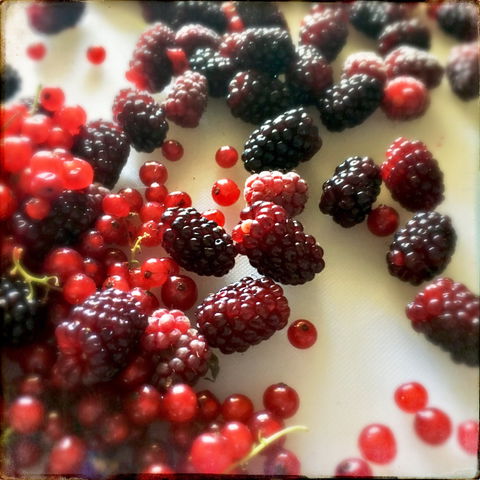 Gentle Annie Berry Gardens - Seniors Australia 1