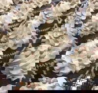 Wonderland Emporium - Seniors Australia