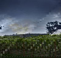 Dalrymple Vineyards - Seniors Australia