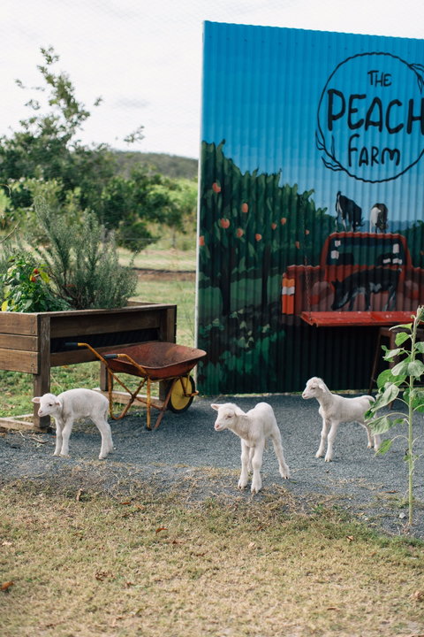 The Peach Farm - Seniors Australia 2