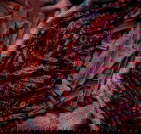 Urban Tadka - Seniors Australia