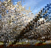 Allambie Orchard and Cafe - Seniors Australia