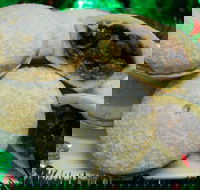 Uncle Bob's Bakery - Thornlands - Seniors Australia