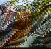 Pure Peninsula Honey - Seniors Australia