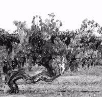 Smallfry wines cellar door - Seniors Australia