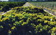 Willows Vineyard - thumb 0