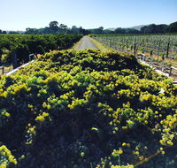 Willows Vineyard - Seniors Australia