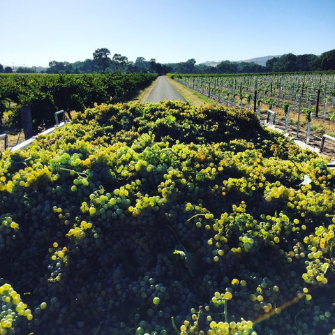 Willows Vineyard - Seniors Australia 0