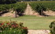 Willows Vineyard - thumb 2