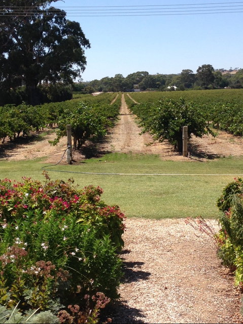Willows Vineyard - Seniors Australia 2