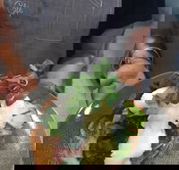 Cafe Macarthur - Seniors Australia