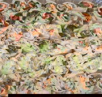 Maffra's Cafe - Seniors Australia