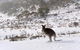 CHILL-OUT @ THREDBO - thumb 27