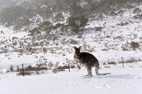 CHILL-OUT @ THREDBO - Seniors Australia 27