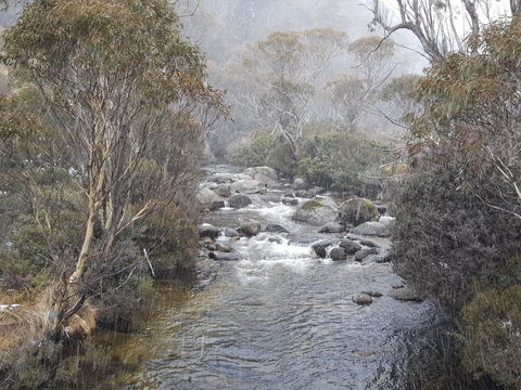 CHILL-OUT @ THREDBO - Seniors Australia 23