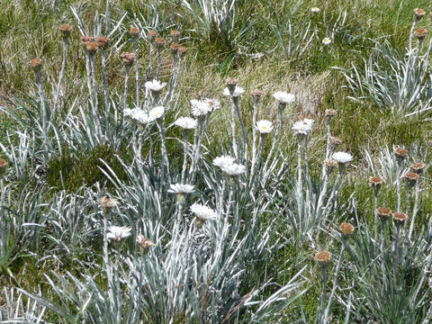 CHILL-OUT @ THREDBO - Seniors Australia 36