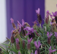 The Purple Door on Seaview - Seniors Australia