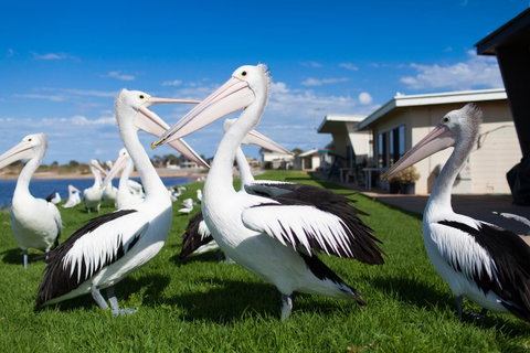 Modra's Apartments - Seniors Australia 13