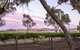 Jasmine's Barossa Valley Cottage - thumb 19