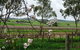 Jasmine's Barossa Valley Cottage - thumb 20